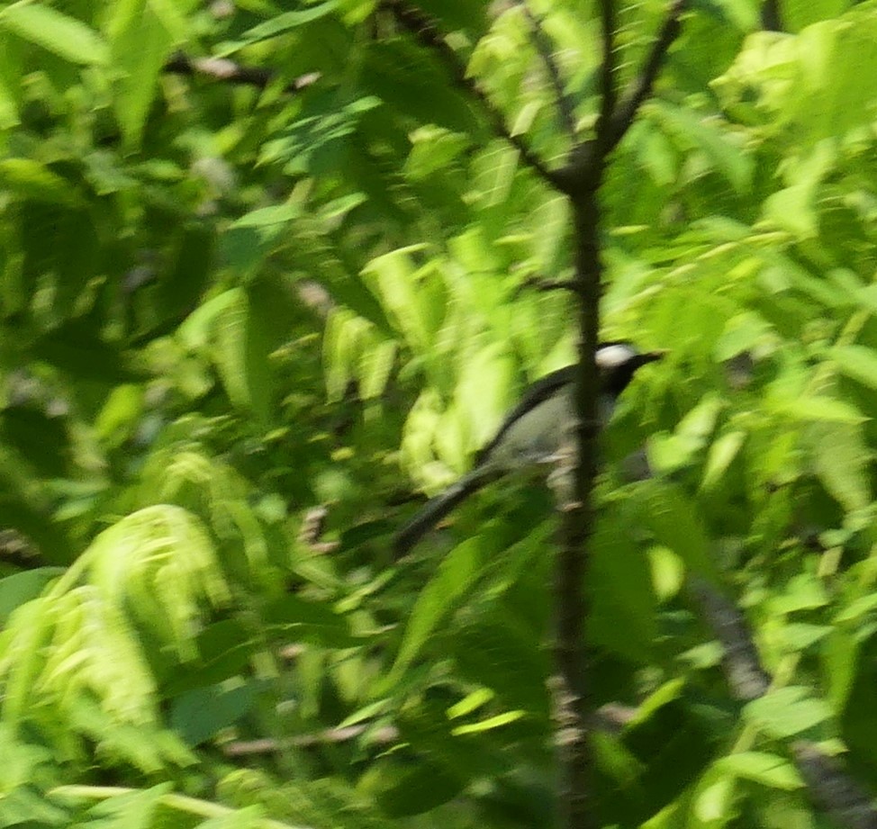 Eastern Kingbird - ML619530476