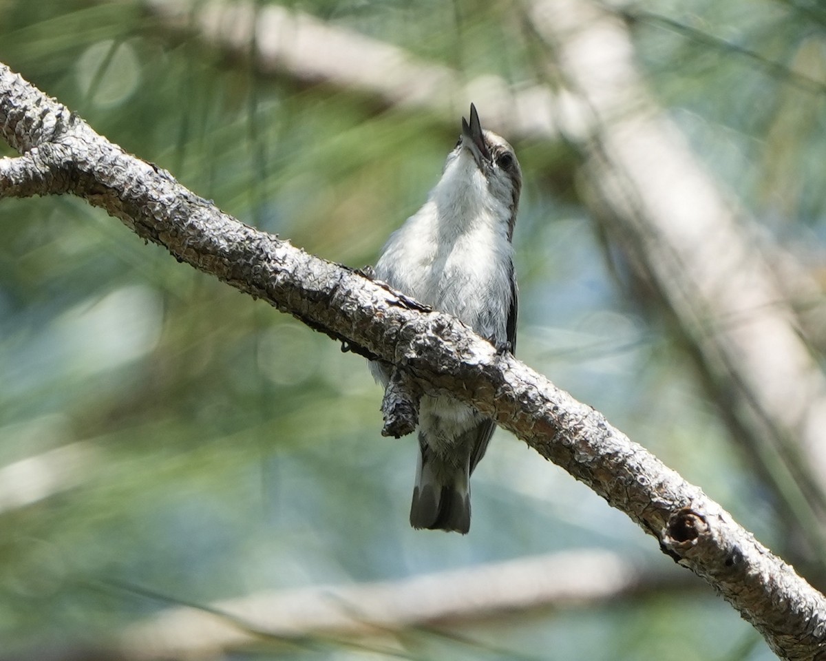 Brown-headed Nuthatch - Gloria Markiewicz