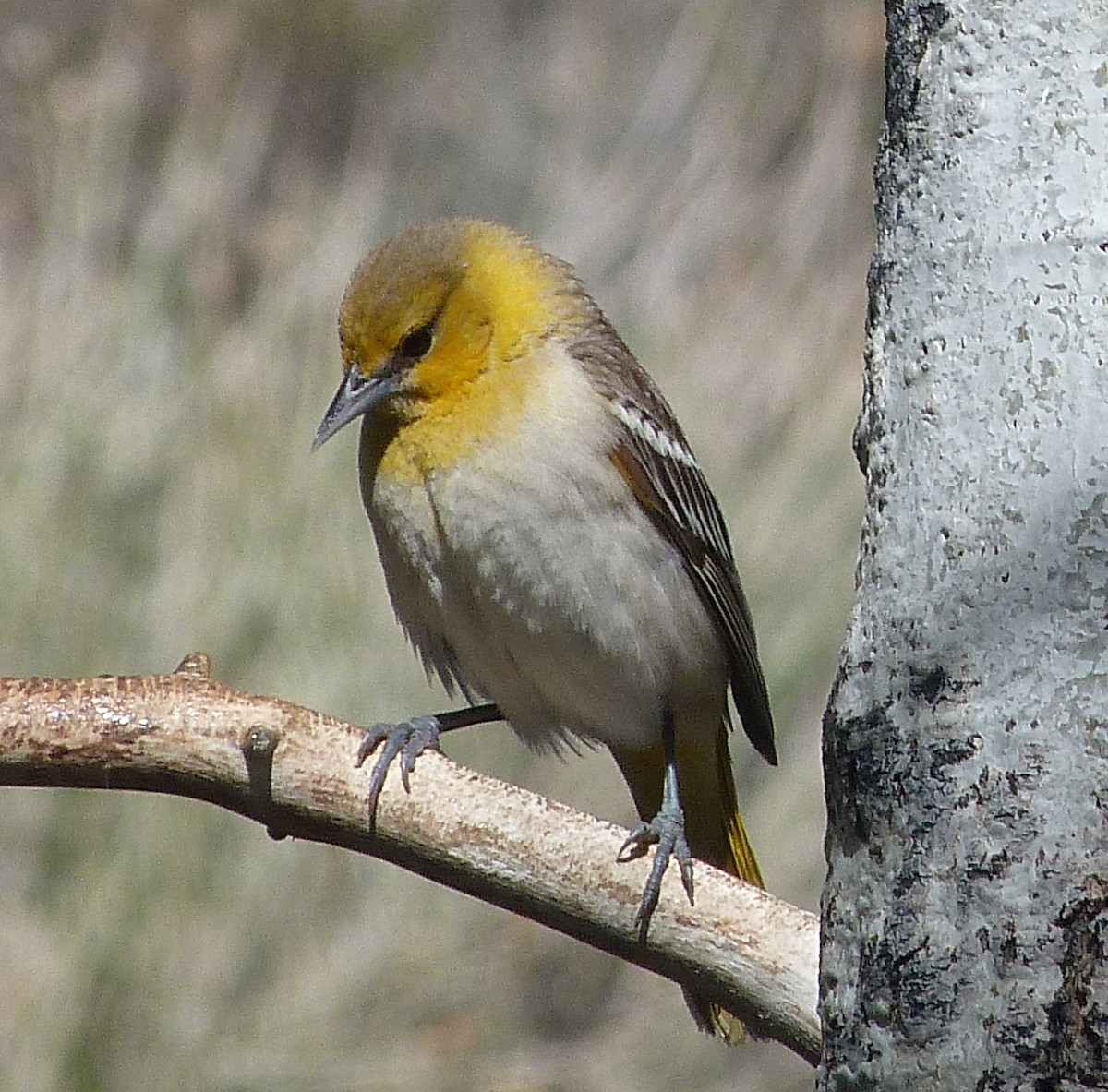 Bullock's Oriole - Kenneth Stinchcomb