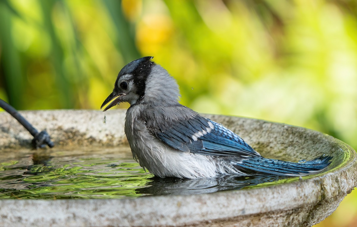 Blue Jay - Jim Yeskett