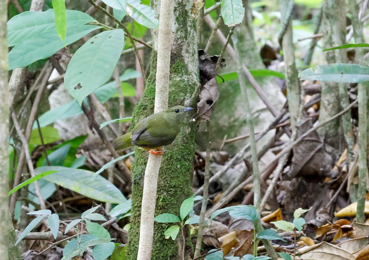 White-collared Manakin - Cristina Rappa