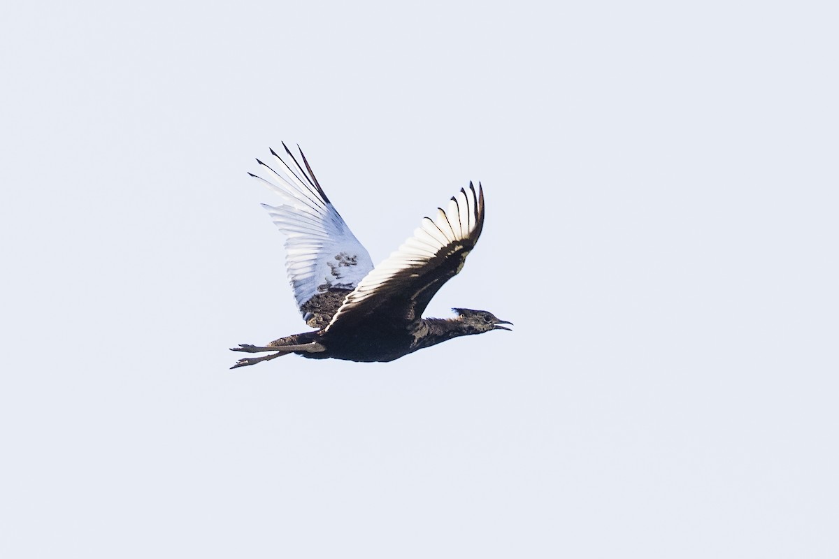 Bengal Florican - Stefan Hirsch