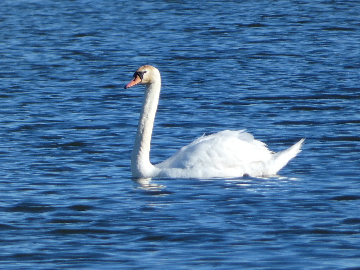 Mute Swan - Heather Guarnera