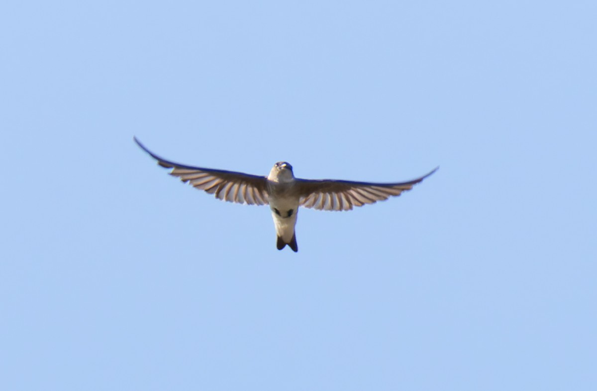 Northern Rough-winged Swallow - Joe Aliperti
