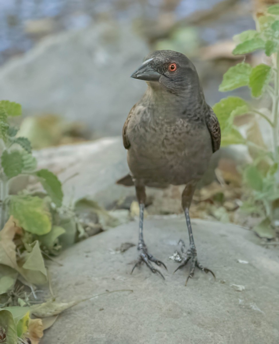 Bronzed Cowbird - Howard Cox