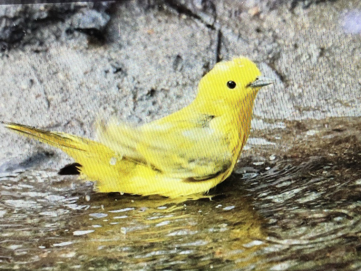 Yellow Warbler (Northern) - Jules S