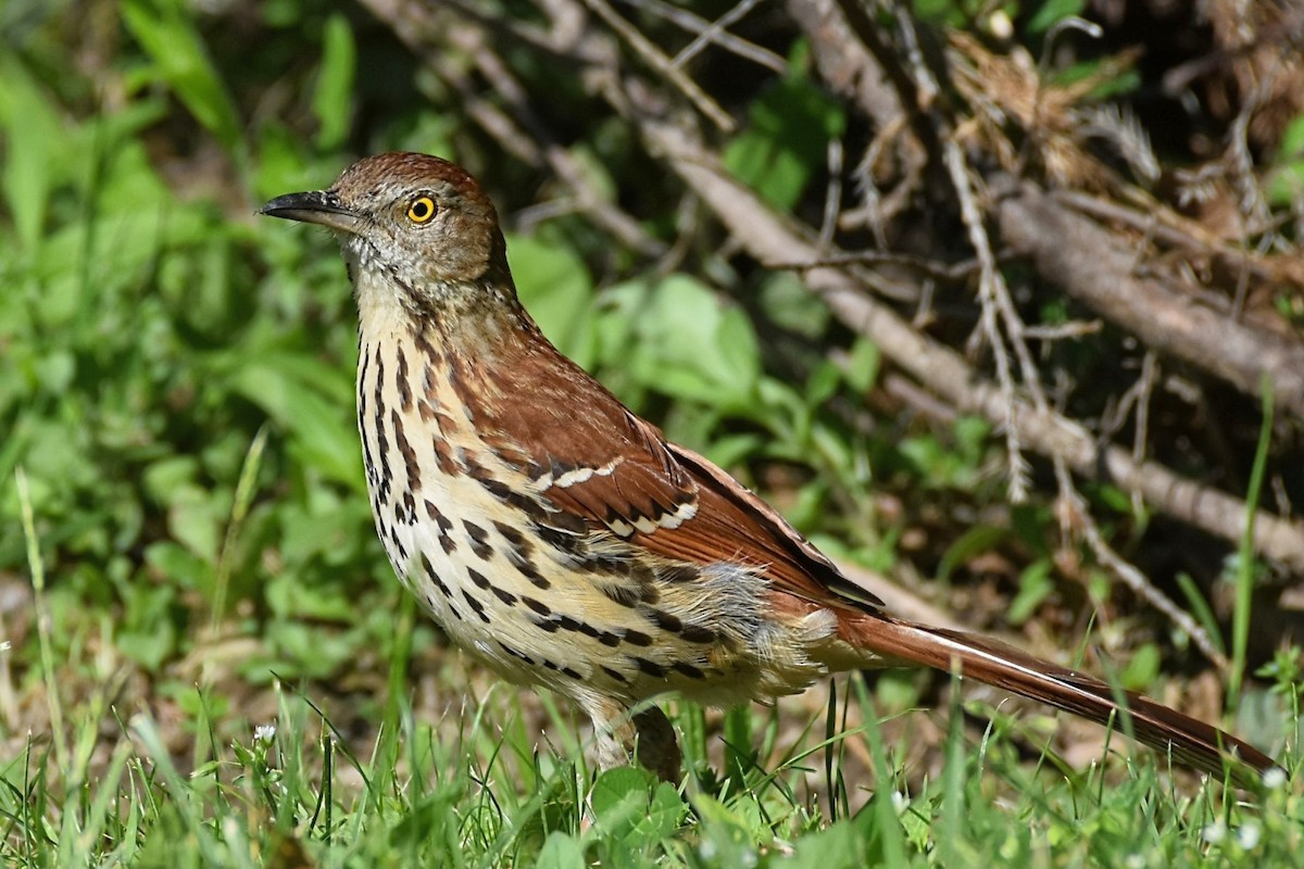 Brown Thrasher - Brenda Lindsey