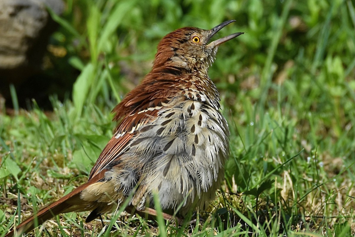 Brown Thrasher - Brenda Lindsey