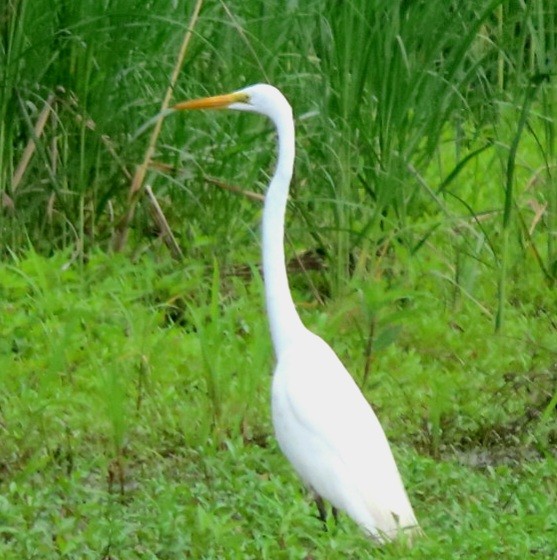 Great Egret - marie plinsky