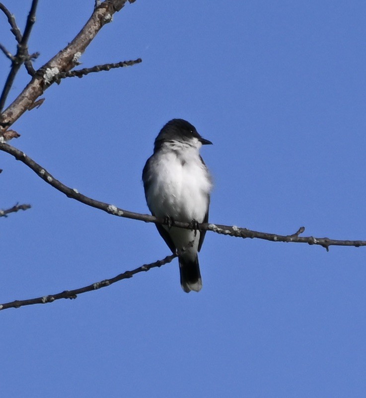 Eastern Kingbird - ML619530522