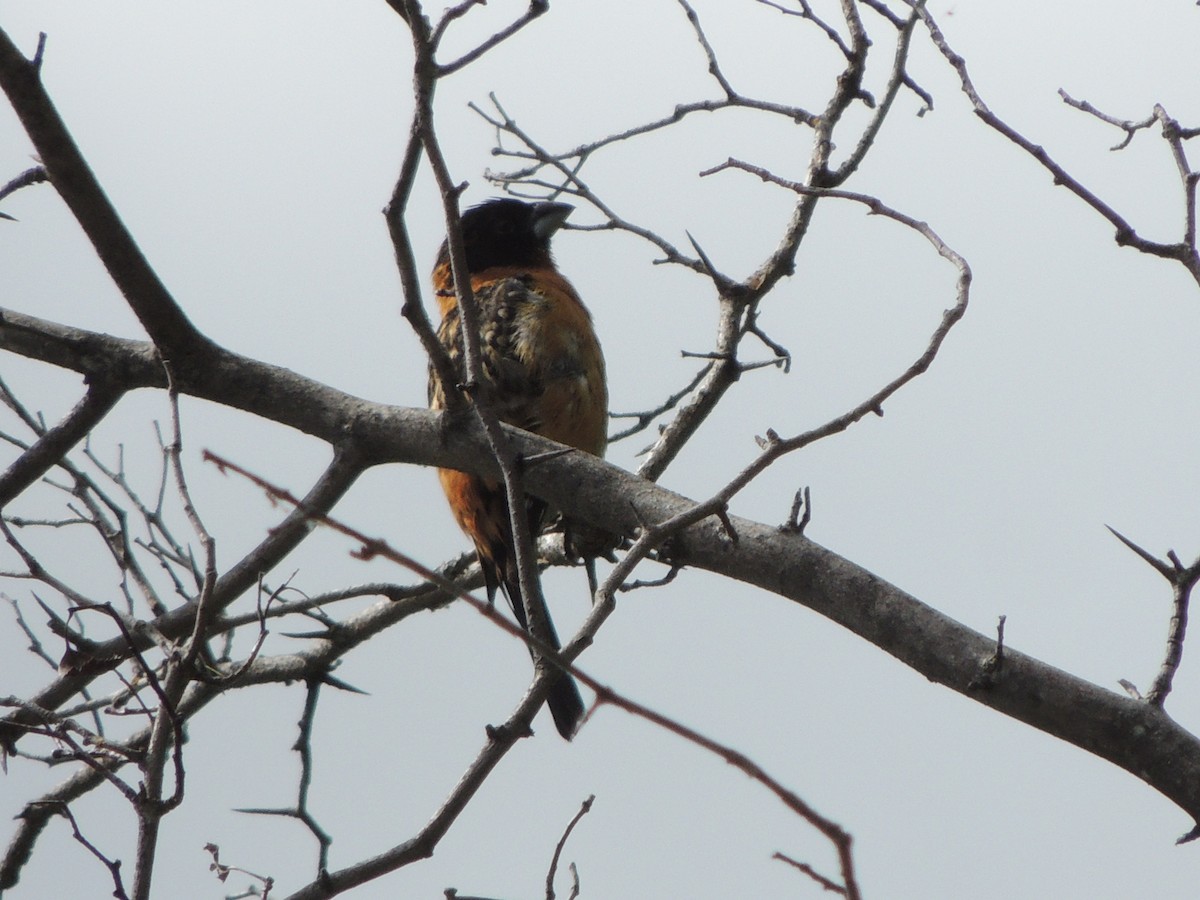 Black-headed Grosbeak - Mindy Smith