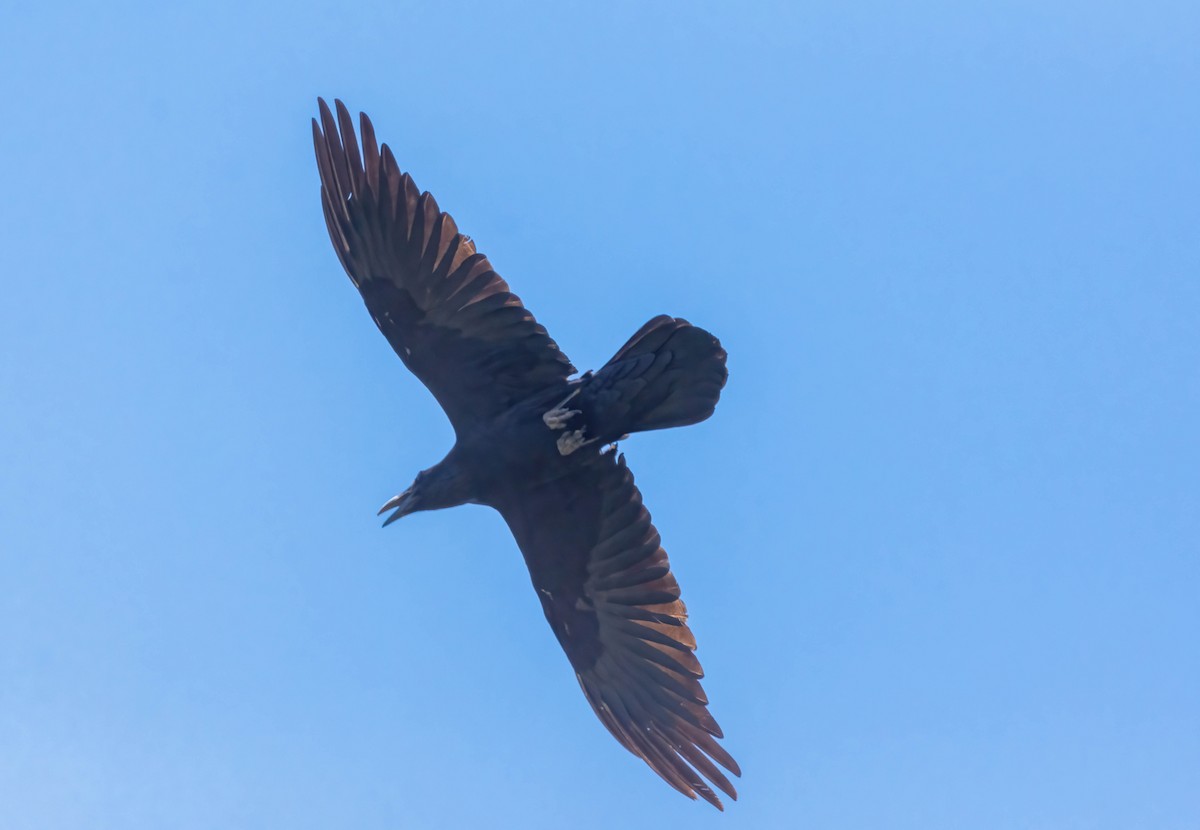 Common Raven - Eric Bodker