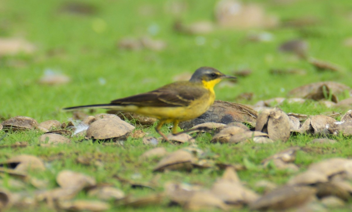 Western Yellow Wagtail - Lathika Anoth