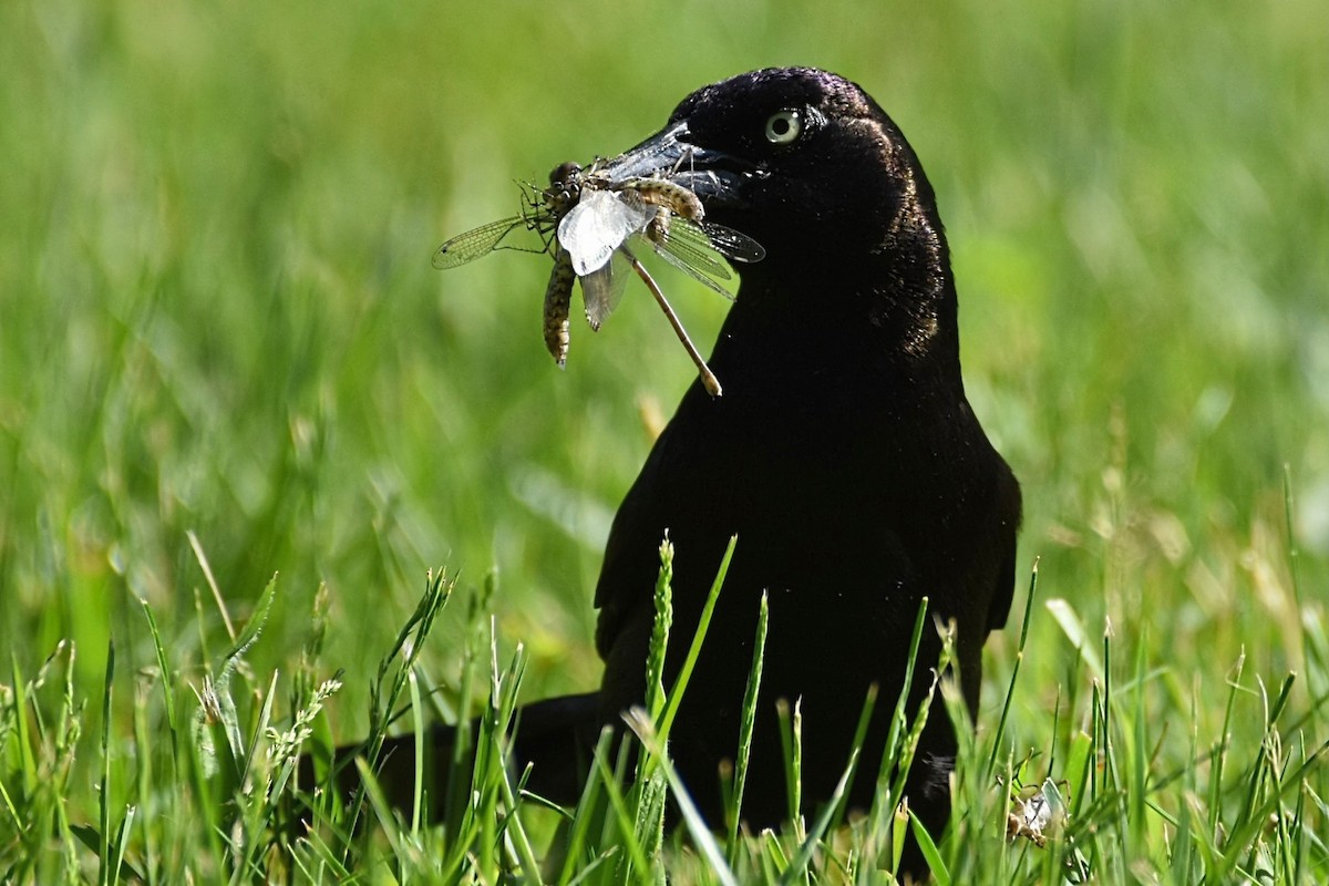 Common Grackle - Brenda Lindsey