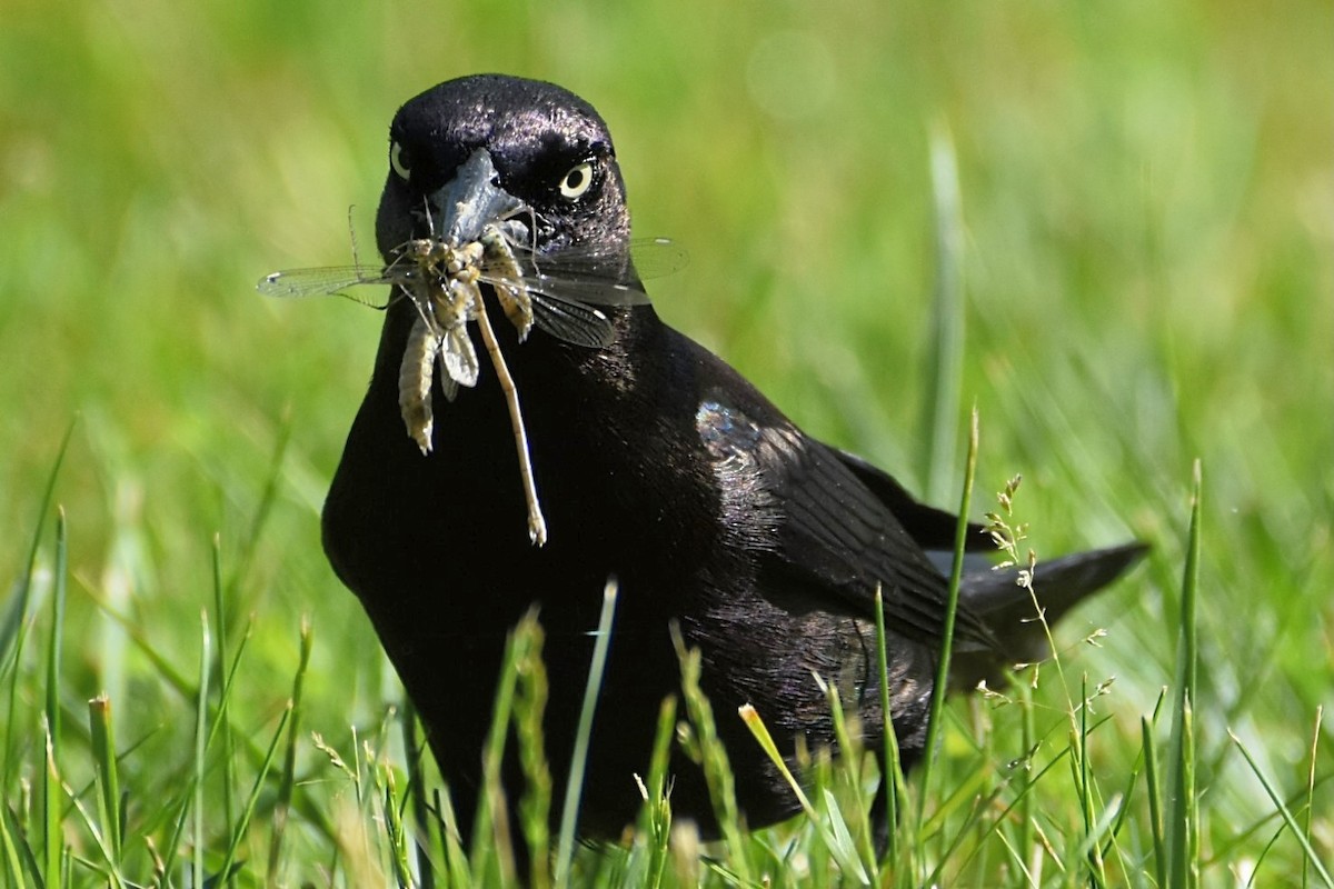 Common Grackle - Brenda Lindsey