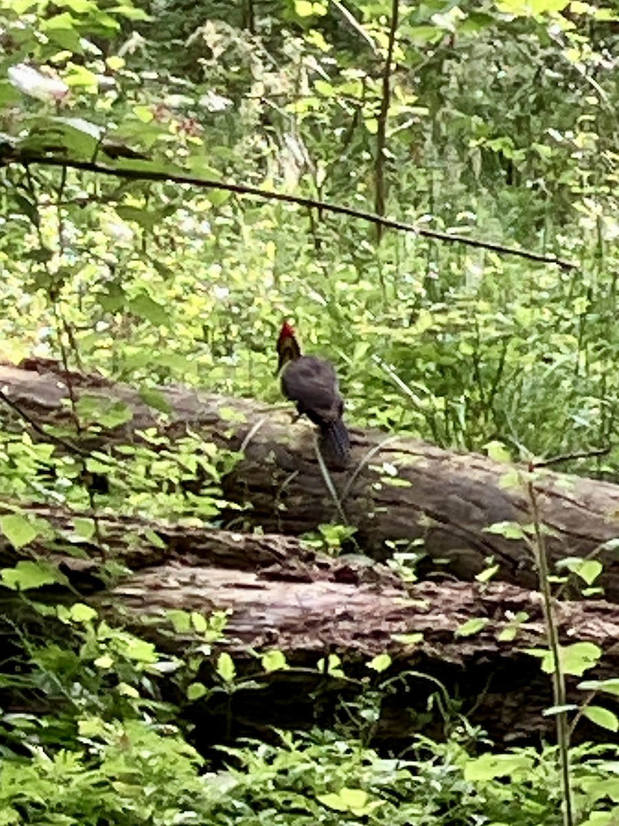 Pileated Woodpecker - Hillary Deems