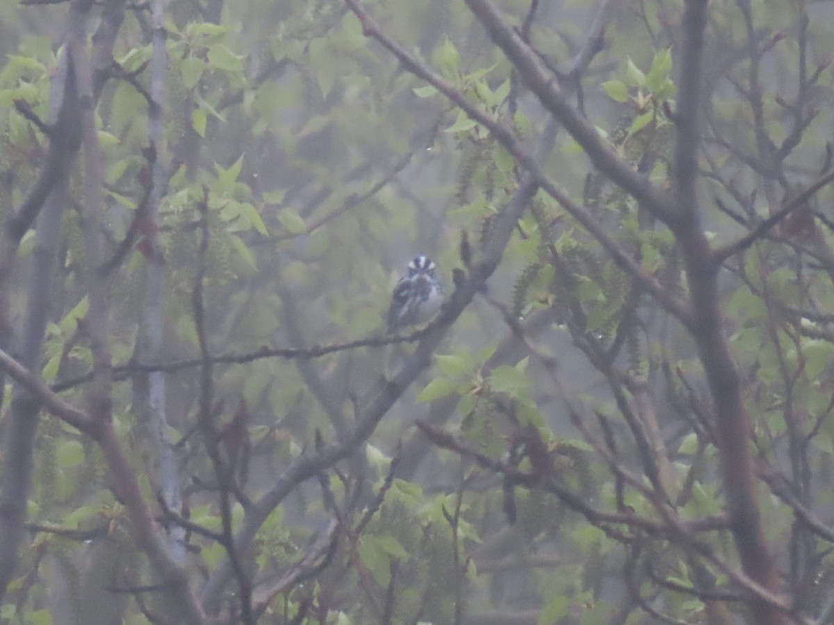 Black-and-white Warbler - Sandy Van Dijk