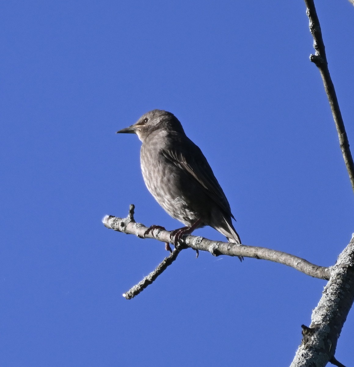 European Starling - Hollis Noble