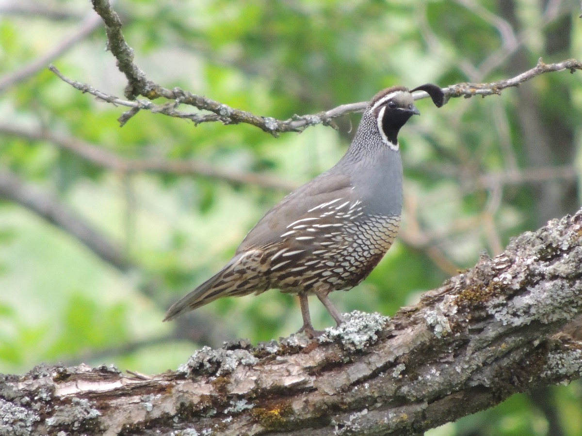 California Quail - Mindy Smith