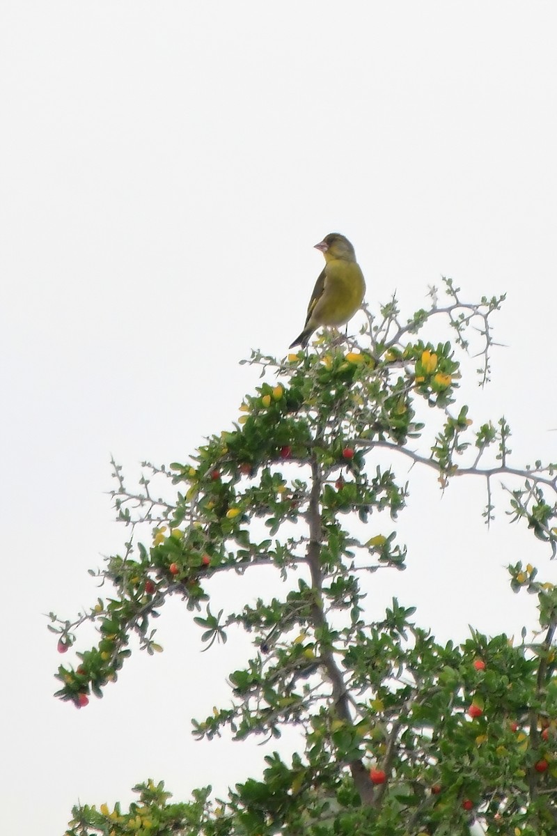 European Greenfinch - Eileen Gibney