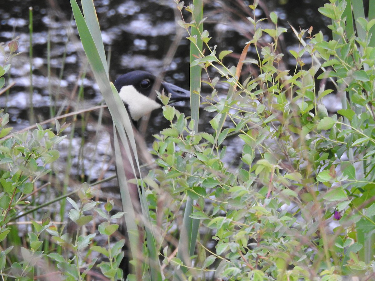 Canada Goose - Anonymous