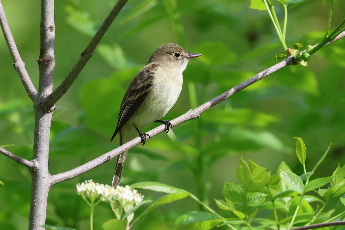 Alder Flycatcher - David Lambeth