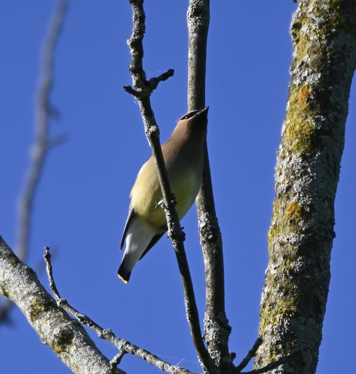 Cedar Waxwing - ML619530548