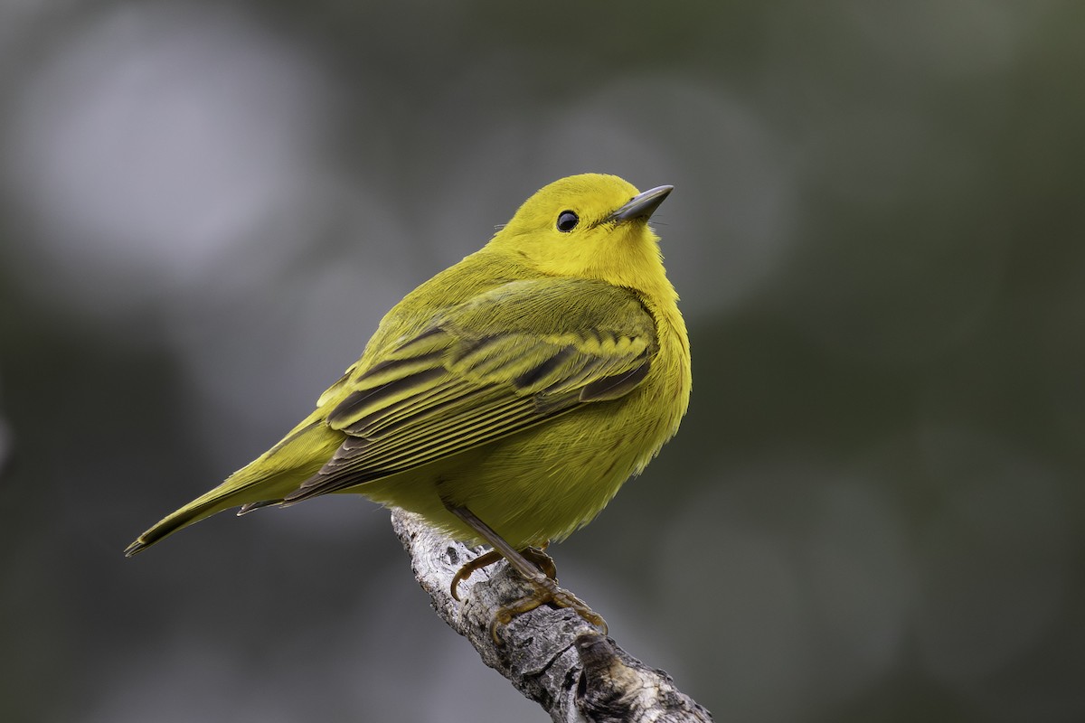Yellow Warbler - Thomas Kallmeyer