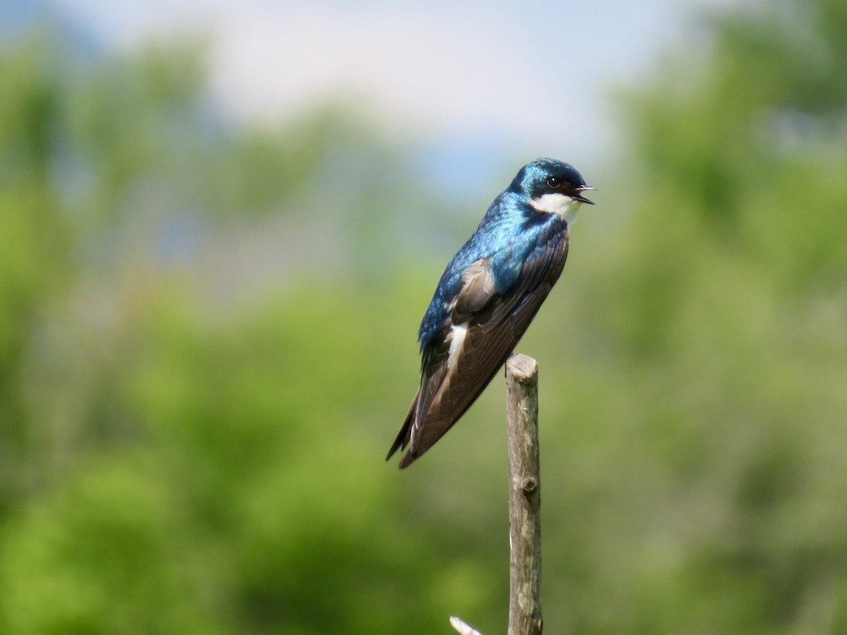 Tree Swallow - Catherine Ford