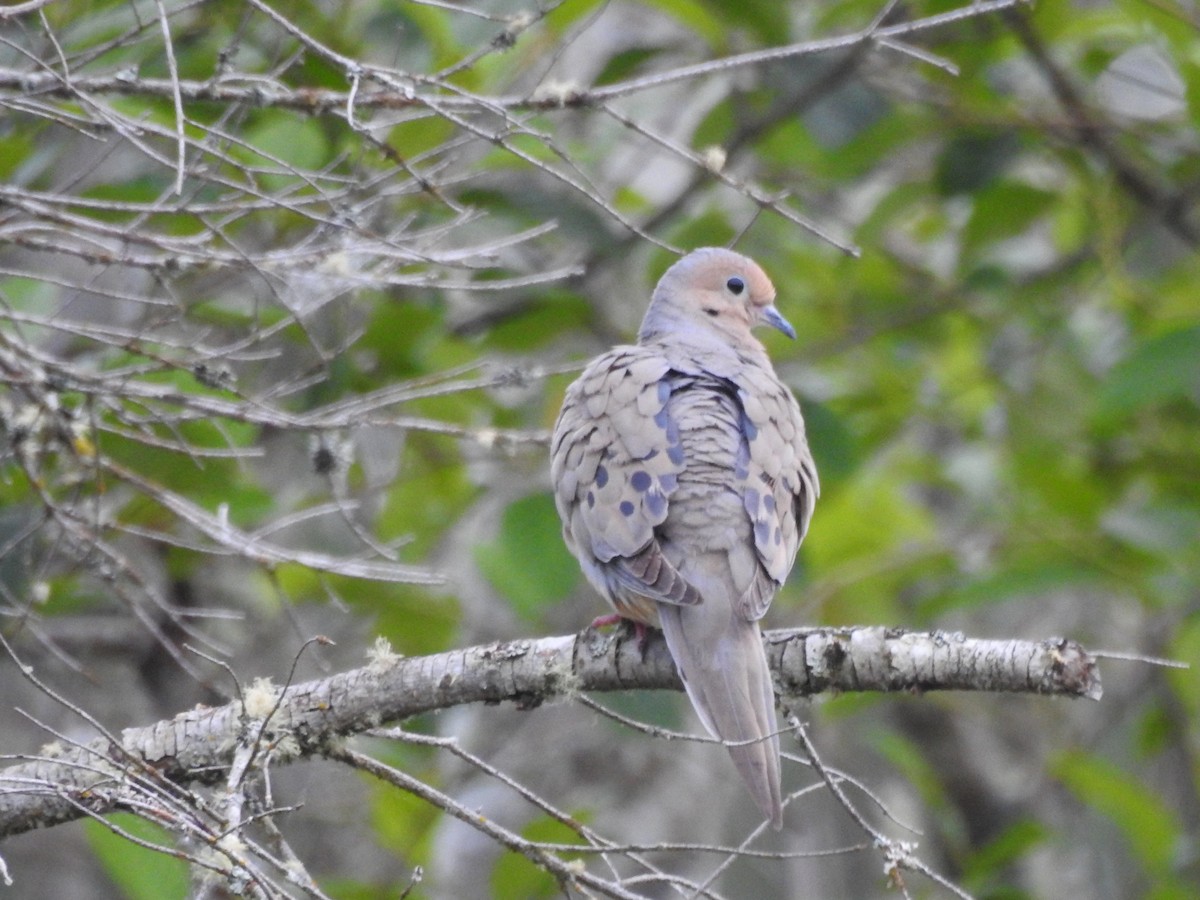 Mourning Dove - Anonymous