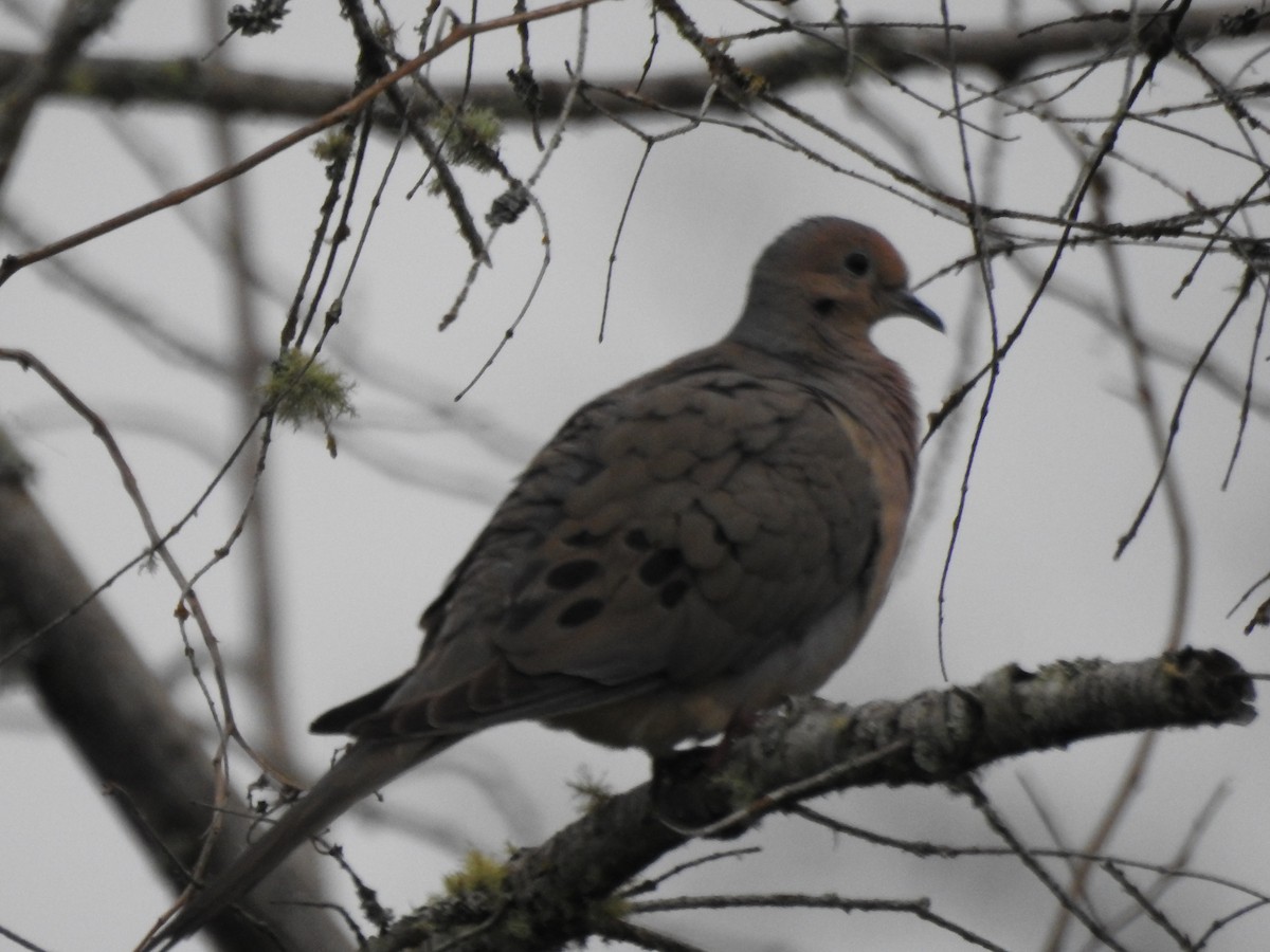 Mourning Dove - Anonymous