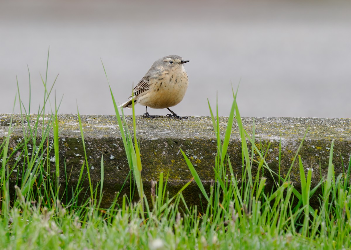 American Pipit - Edward Jay Rehm