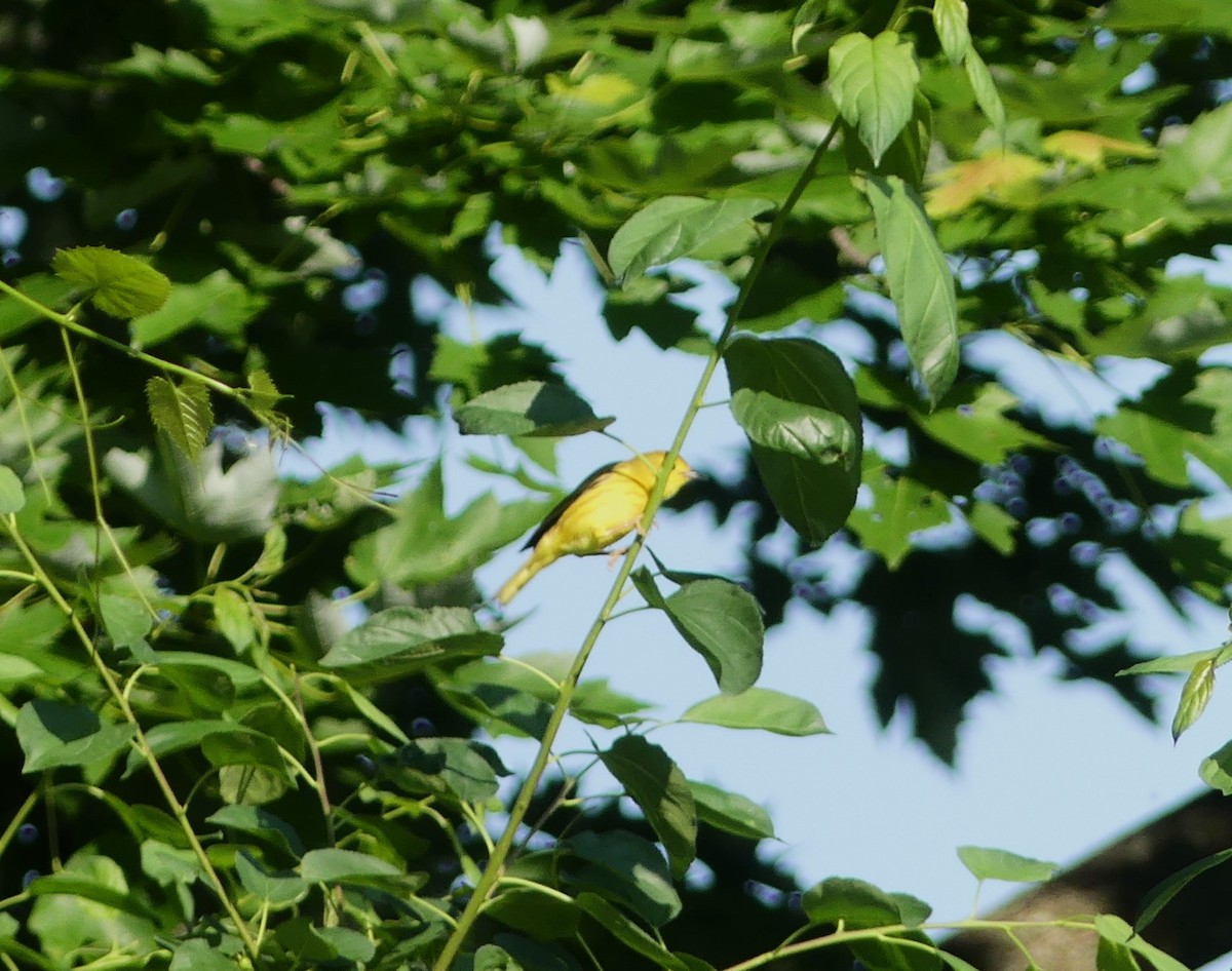 Yellow Warbler - ML619530563