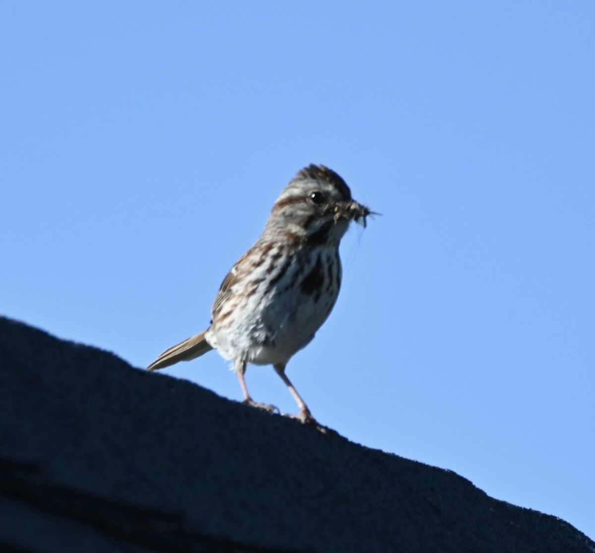 Song Sparrow - Hollis Noble