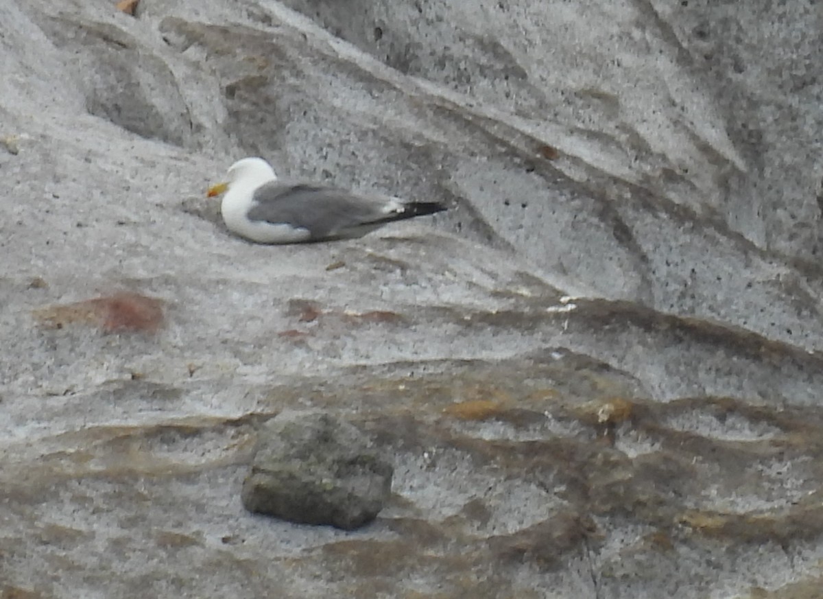 Yellow-legged Gull - George Watola