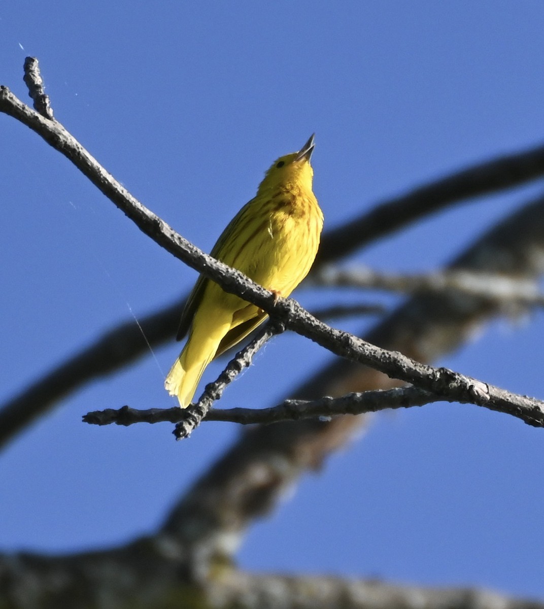 Paruline jaune - ML619530573