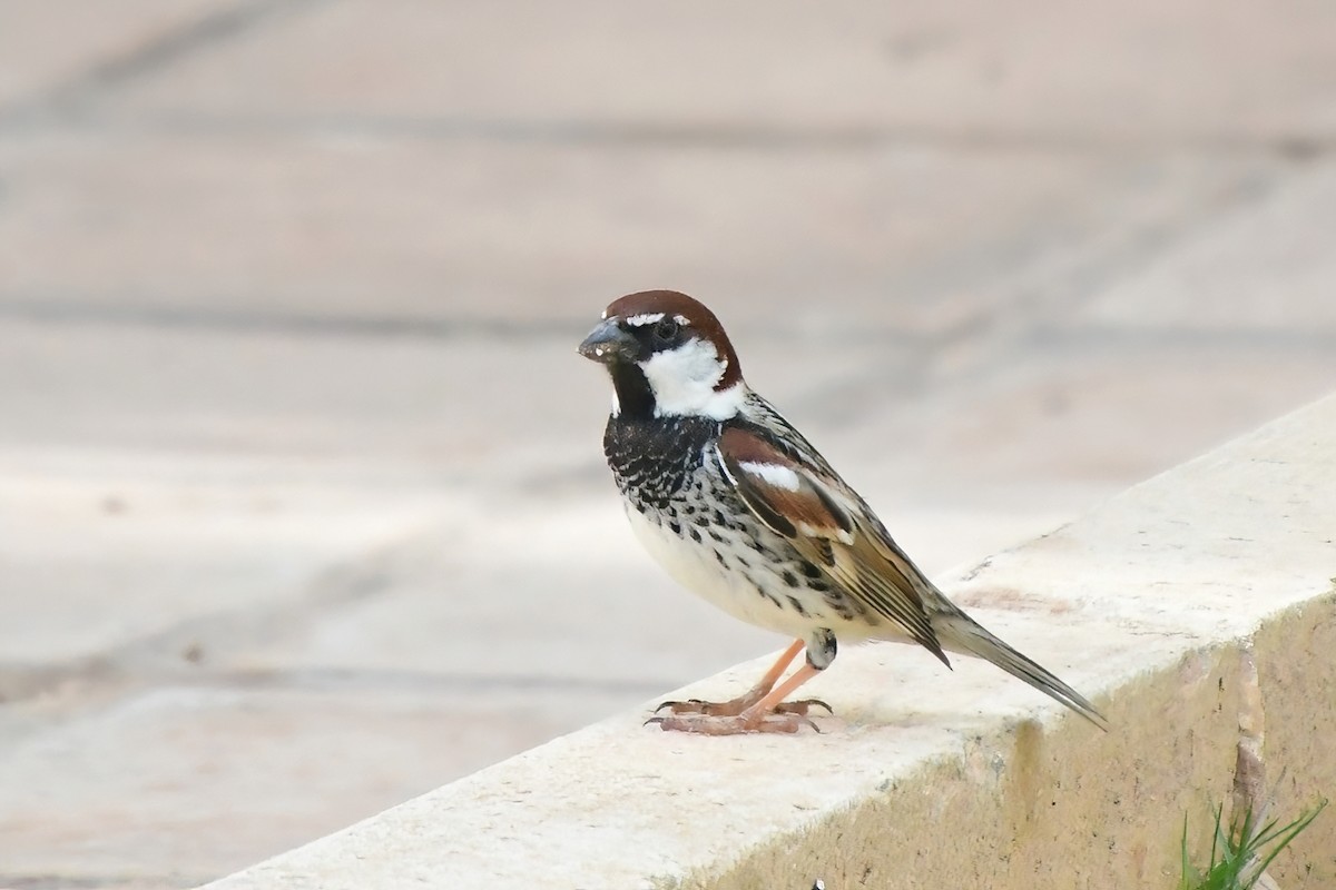 Spanish Sparrow - Eileen Gibney