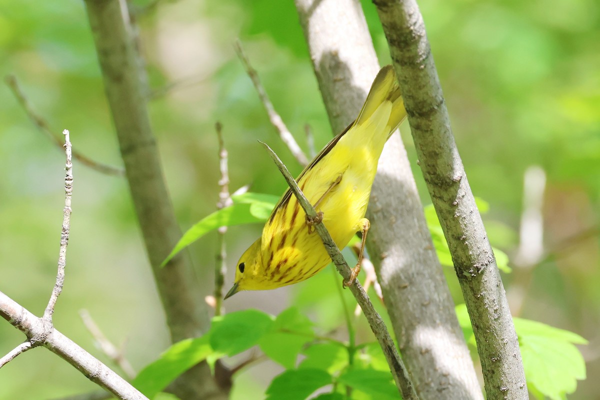 Yellow Warbler - David Lambeth
