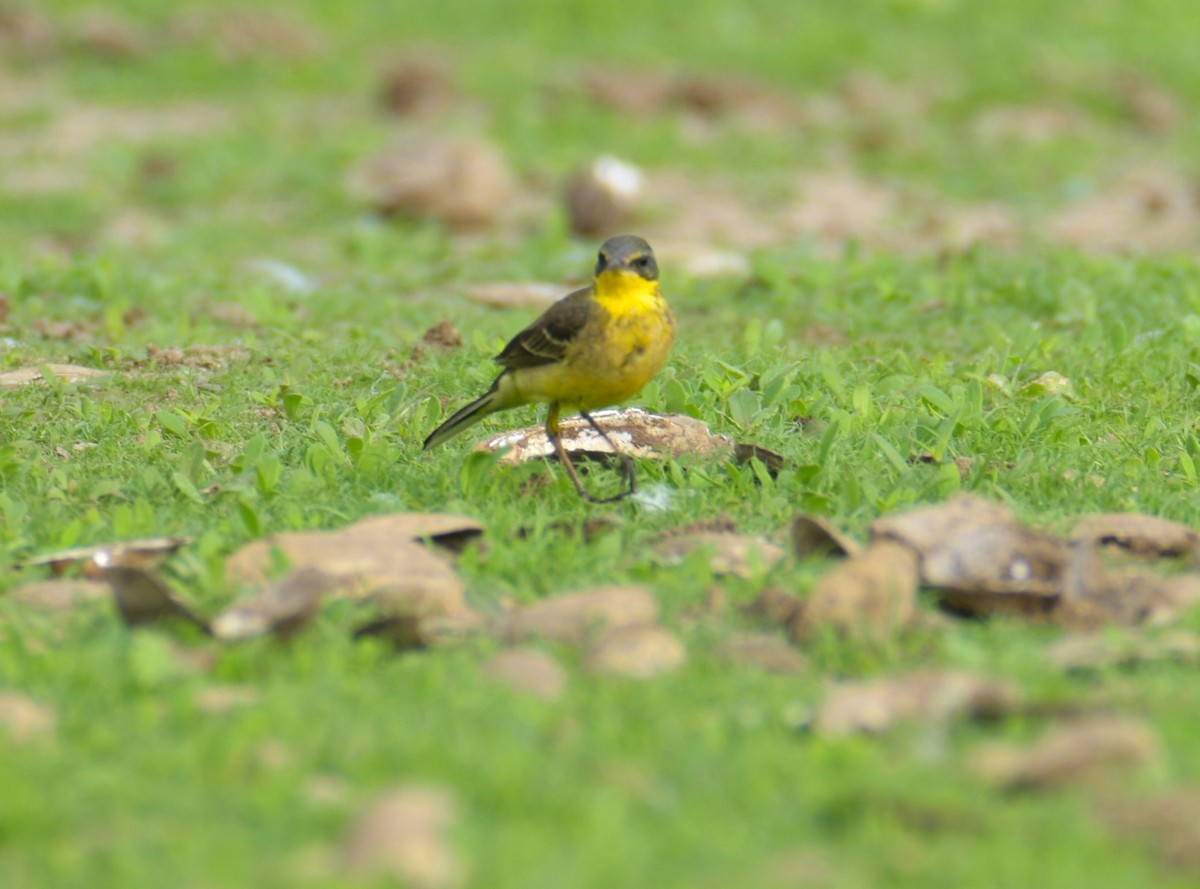 Western Yellow Wagtail - Lathika Anoth