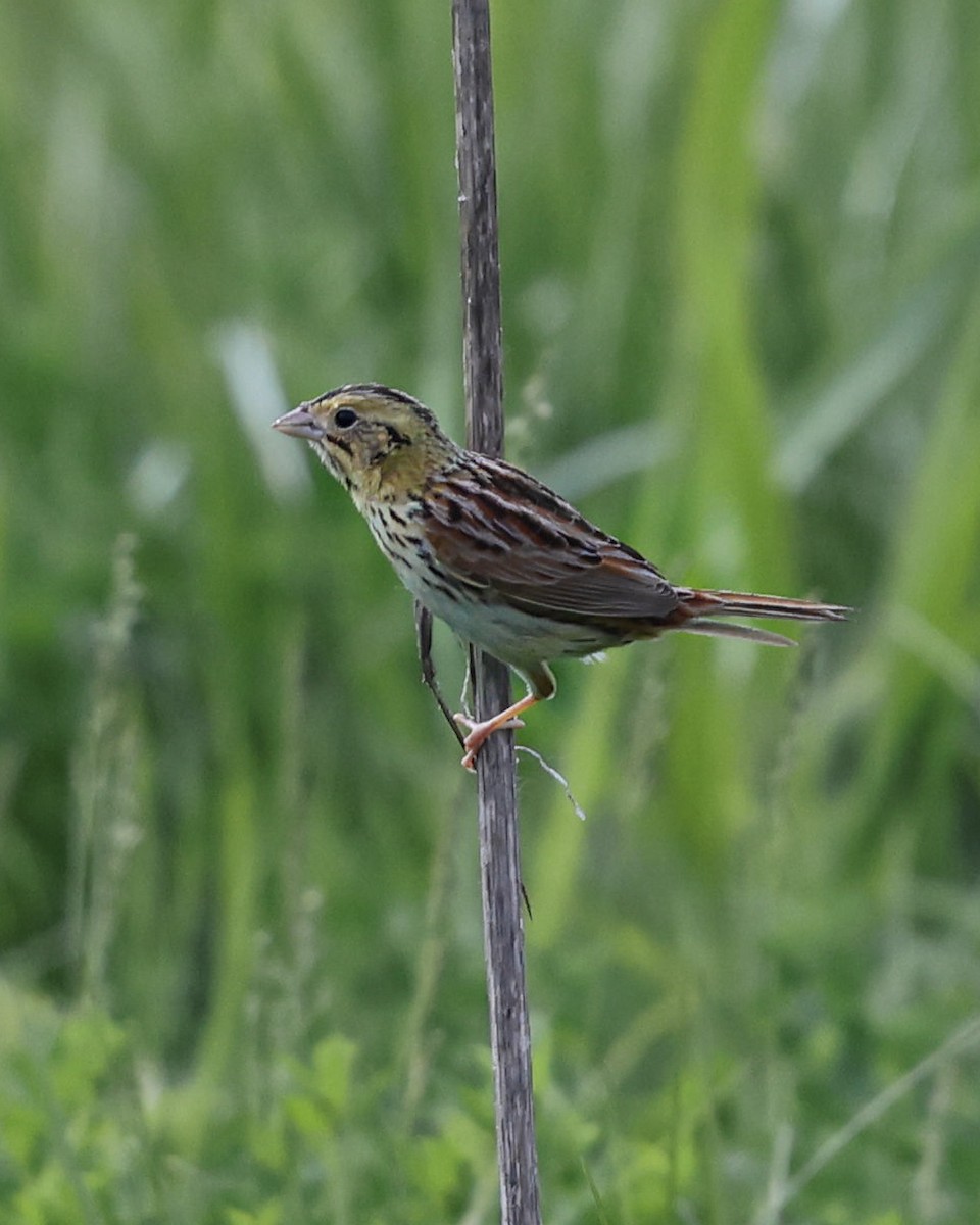 Henslow's Sparrow - Braden Ribbens