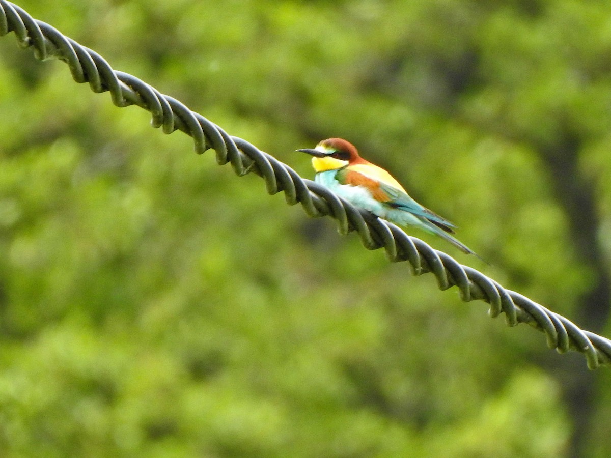 European Bee-eater - ML619530583