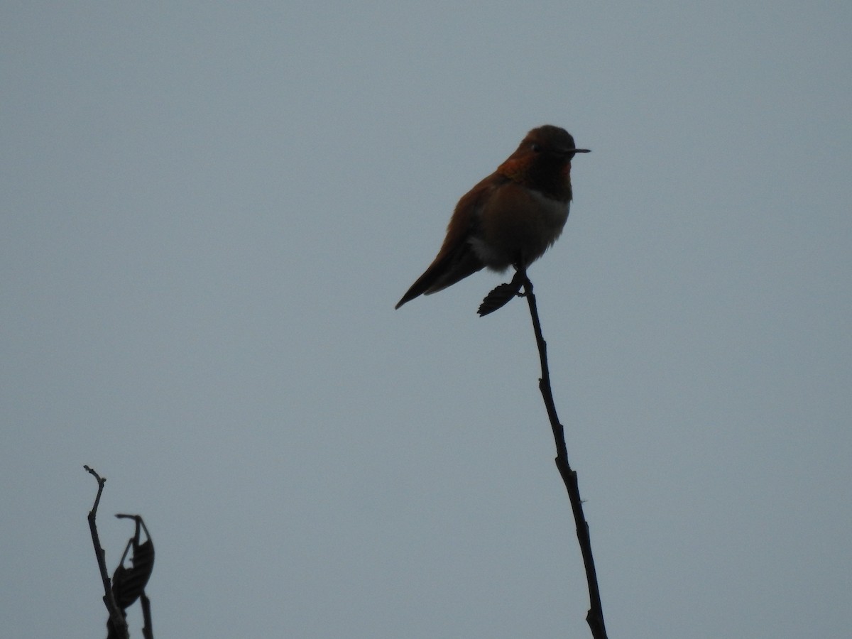 Rufous Hummingbird - Anonymous