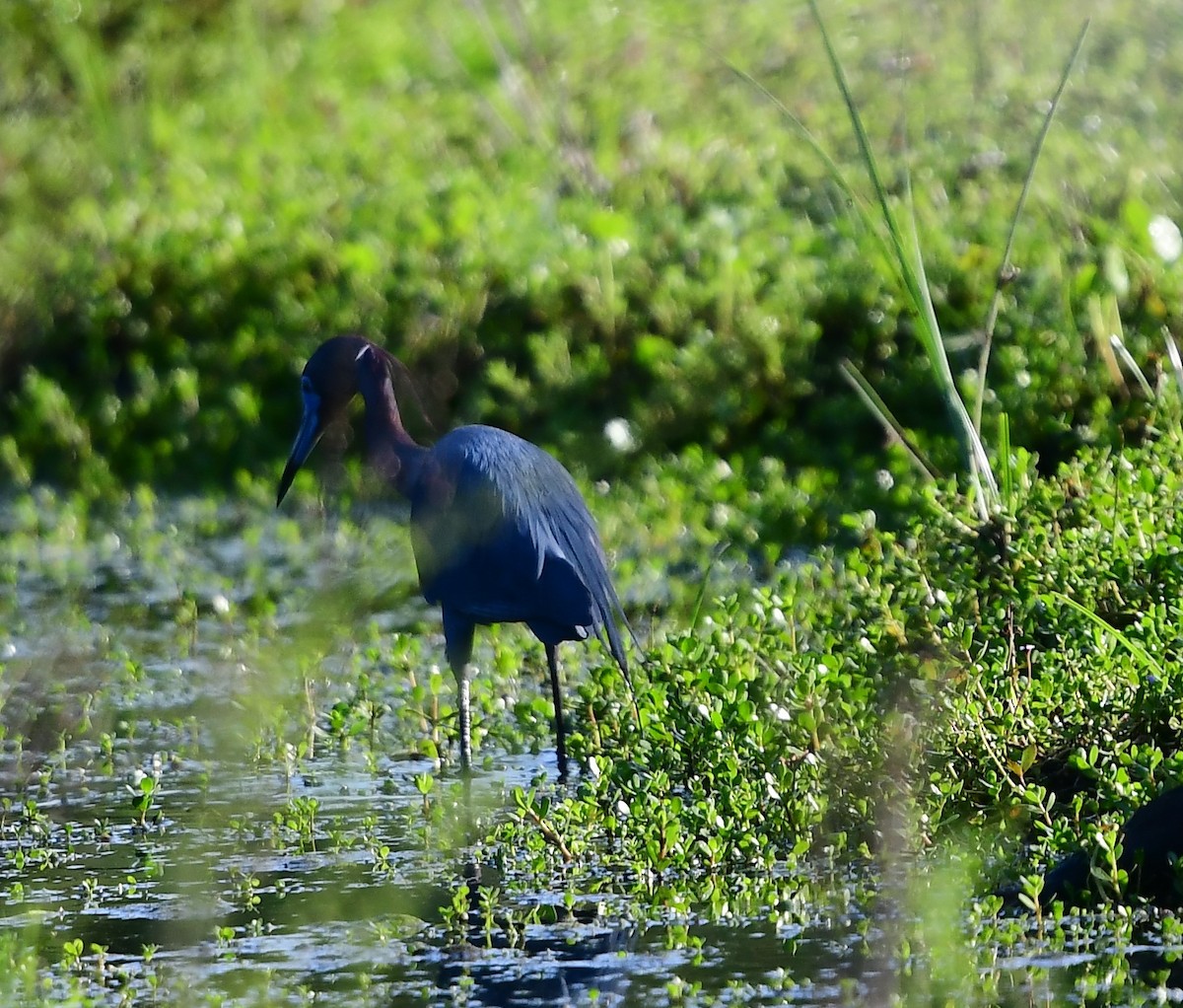 Little Blue Heron - John Wolaver