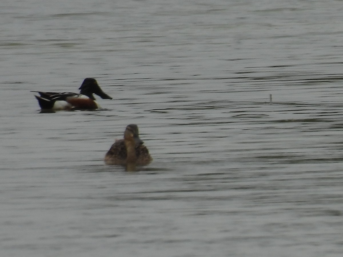 Northern Shoveler - George Watola