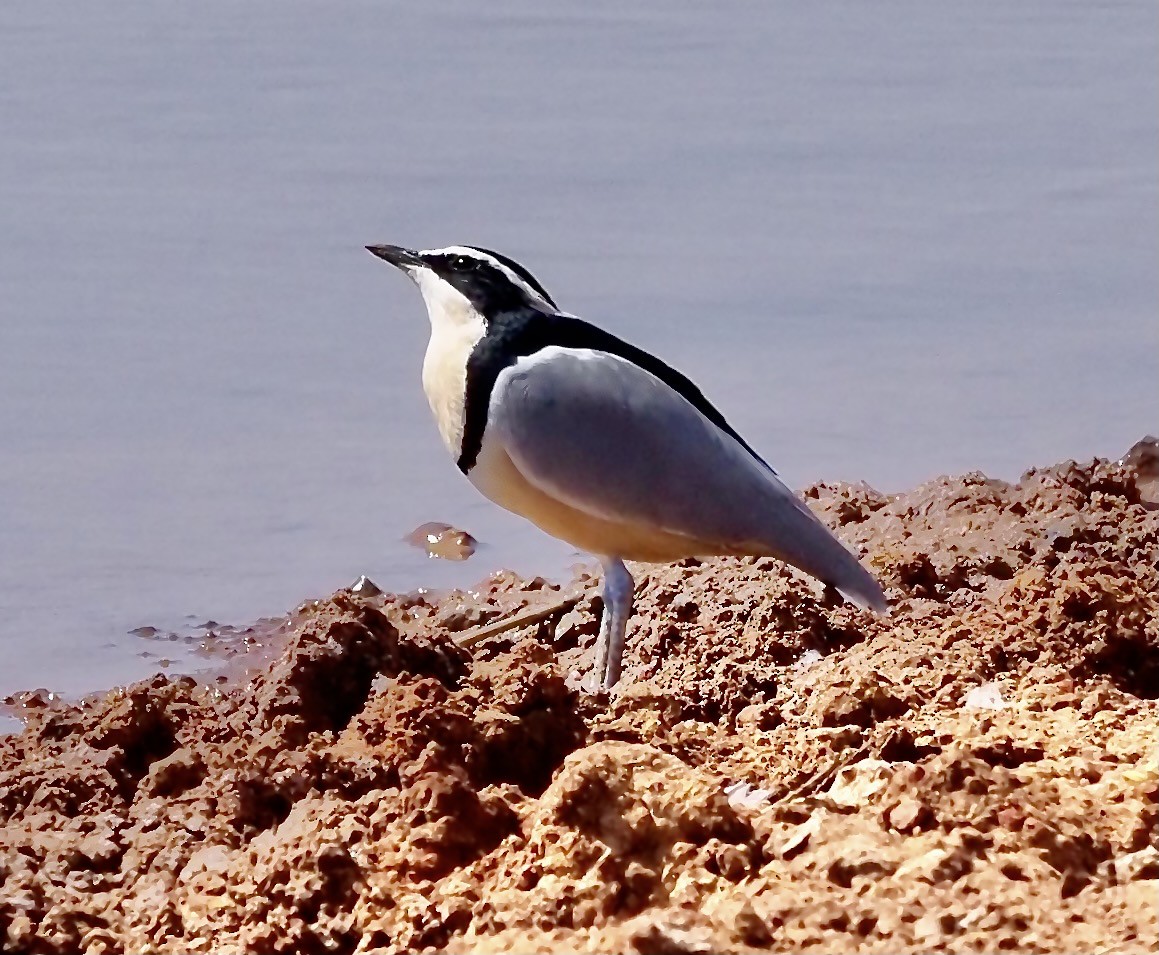 Egyptian Plover - Tony Conway