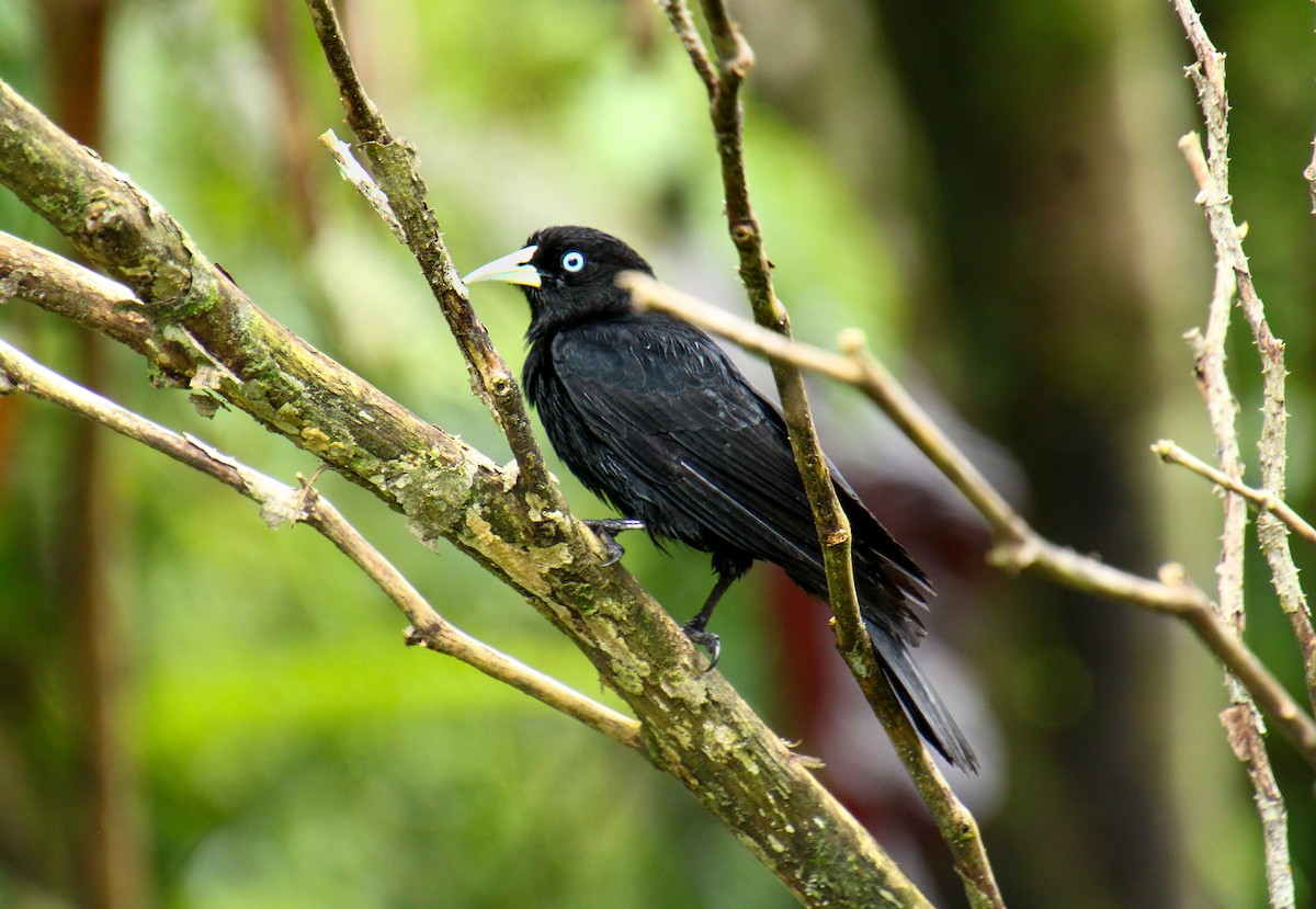 Scarlet-rumped Cacique - ML619530590