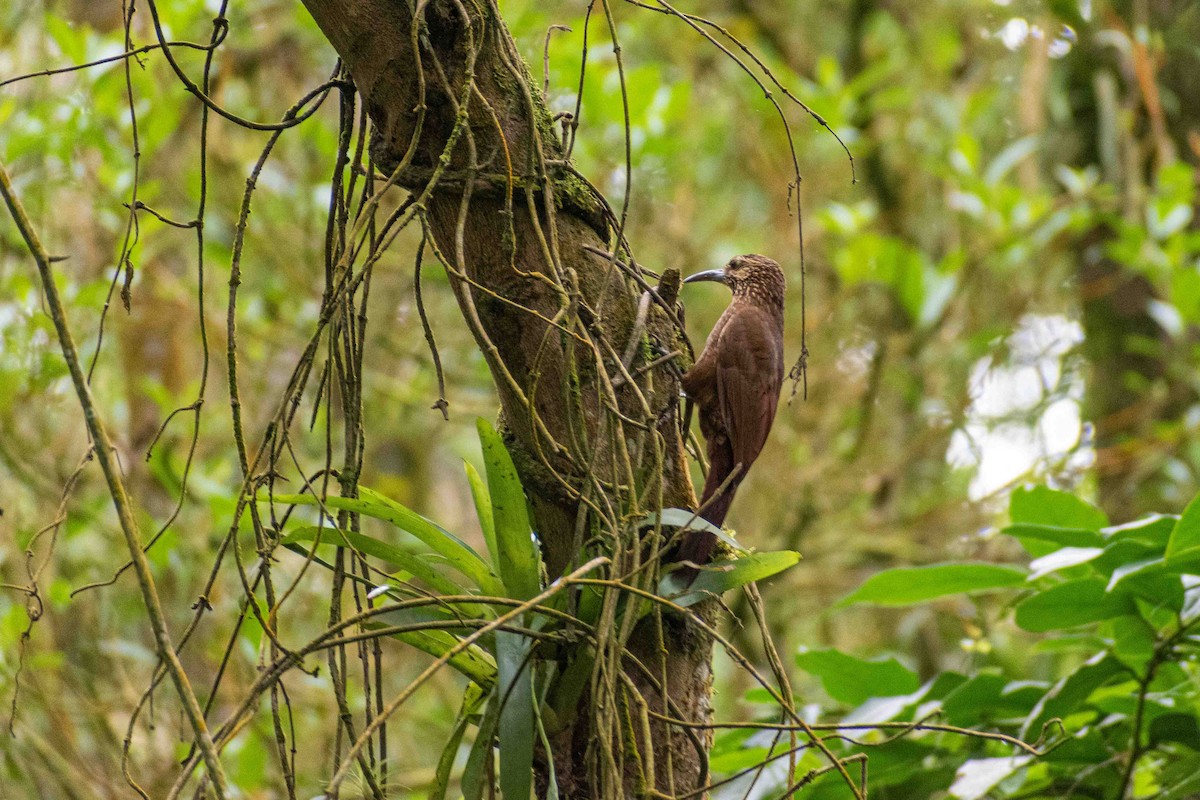 Strong-billed Woodcreeper - AlexanderOliveros Avila