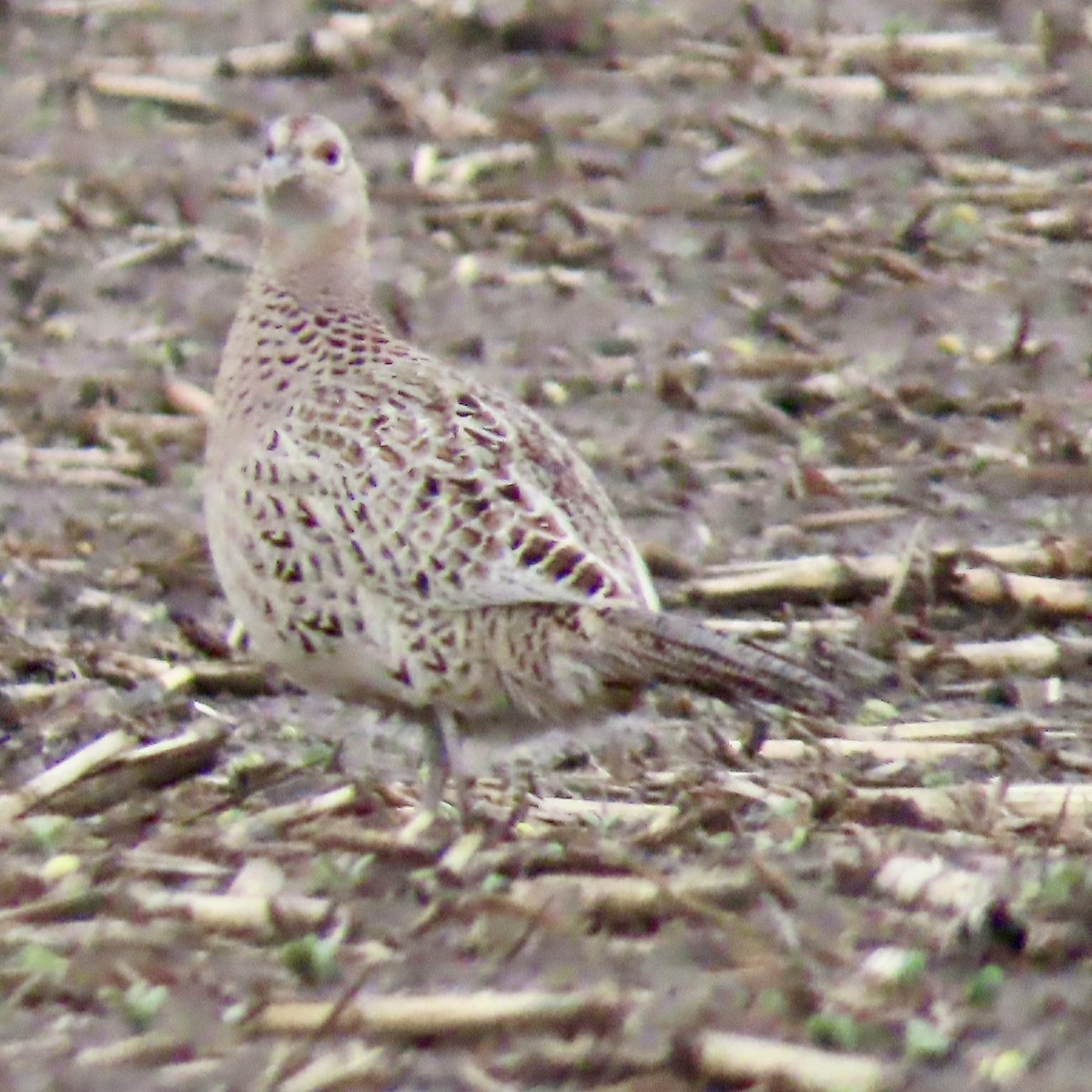 Ring-necked Pheasant - Jocelyn K