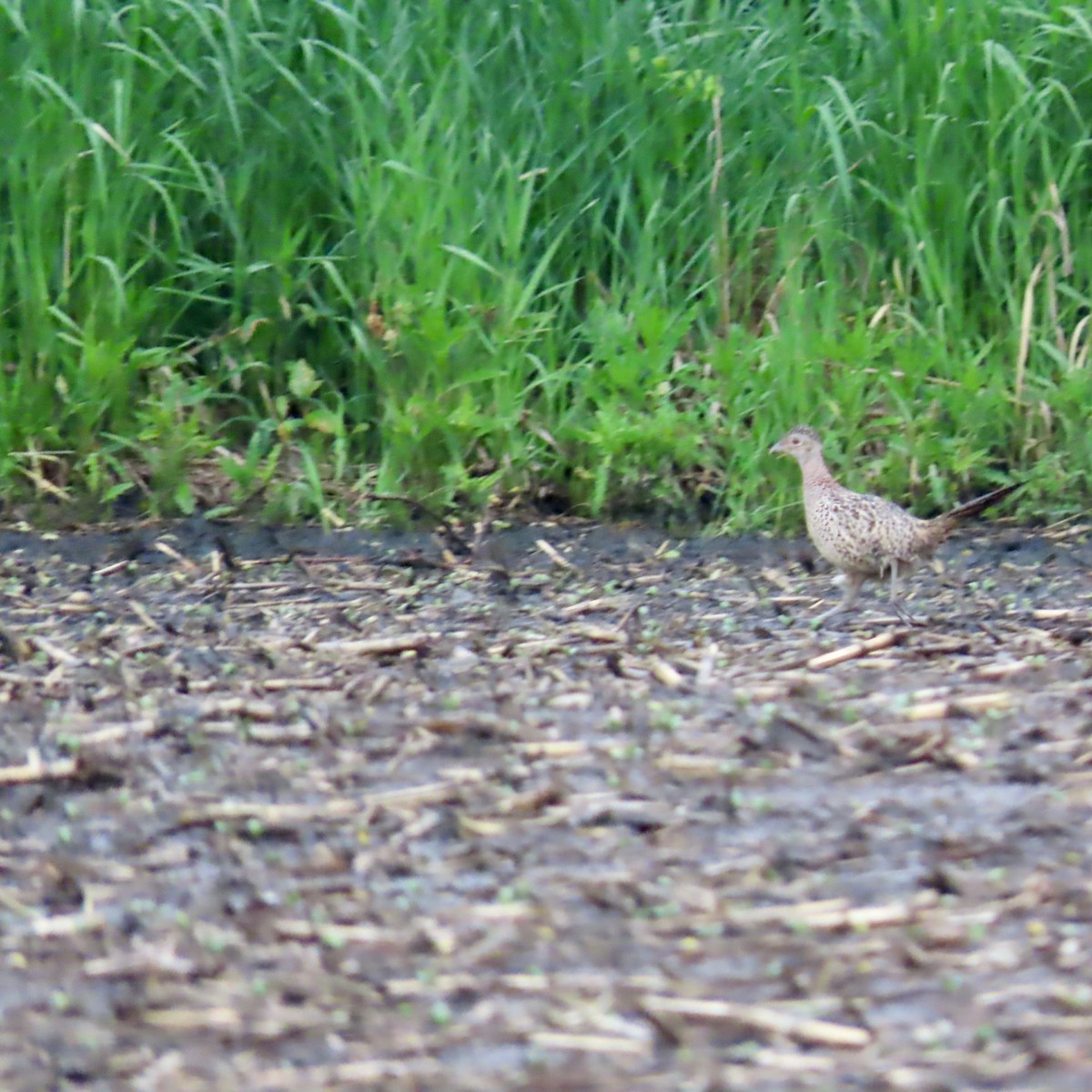 Ring-necked Pheasant - Jocelyn K