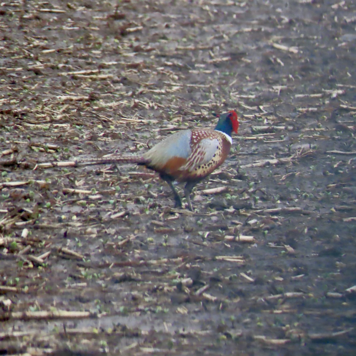 Ring-necked Pheasant - Jocelyn K